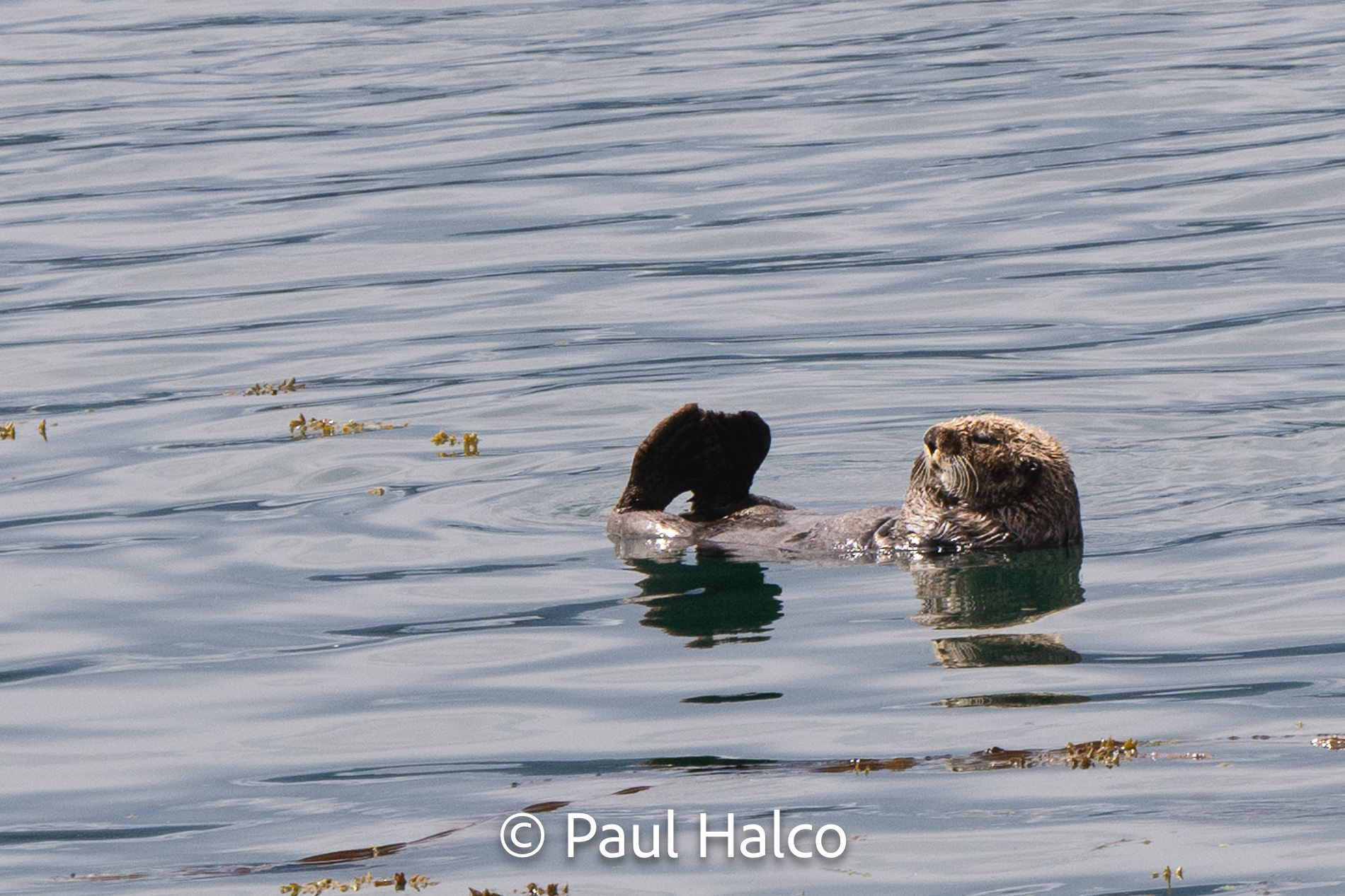 Paul Halco - Glacier Bay NP-48